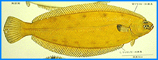 yanagimusigarei.gif (17466 oCg)