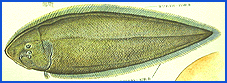 kurousinosita.gif (17663 oCg)